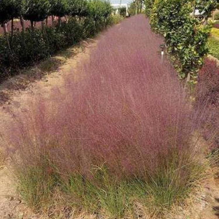 草花基地直供粉黛乱子草  青州粉黛乱子草基地  批发采购就来冠森花卉