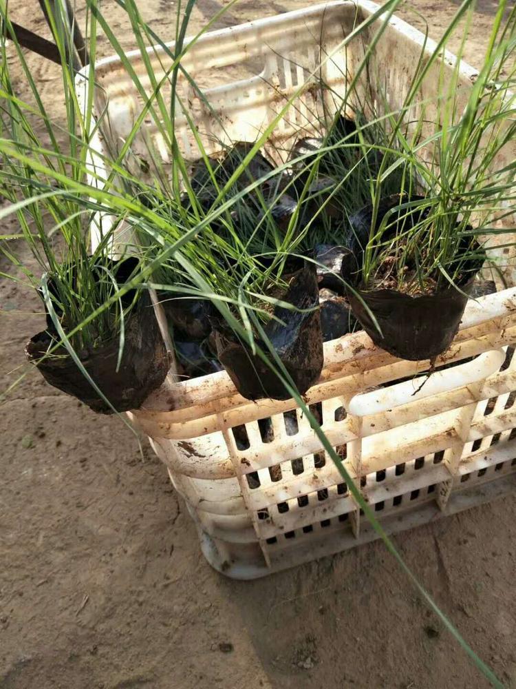 基地直销粉黛乱子草  粉黛乱子草报价  批发采购就来冠森花卉