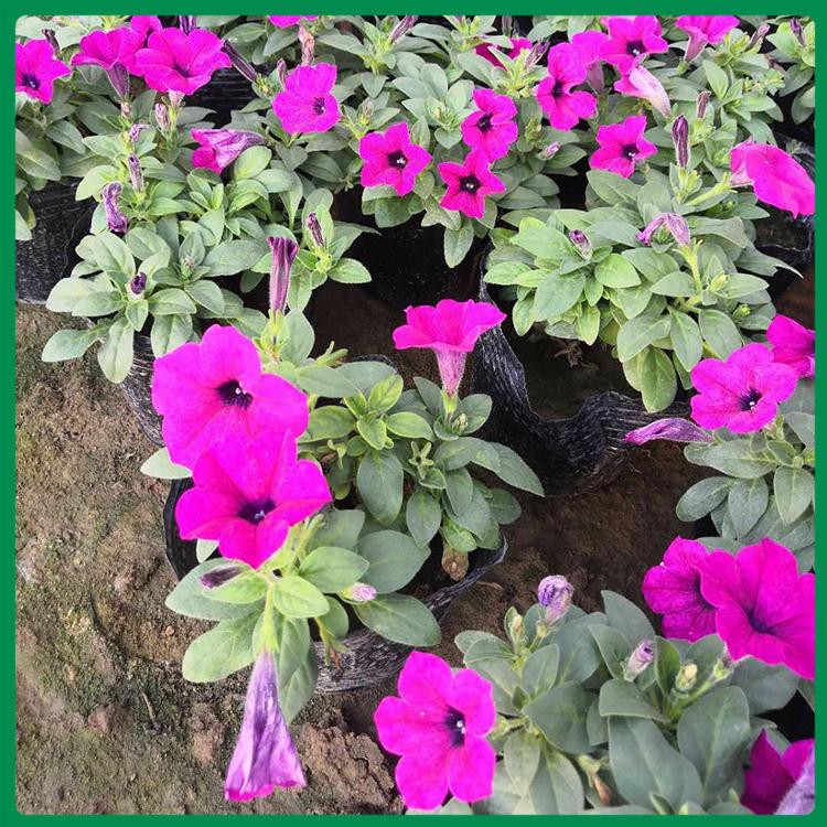 花坛绿化花苗垂钓牵牛  吊牵牛基地 玉江花卉