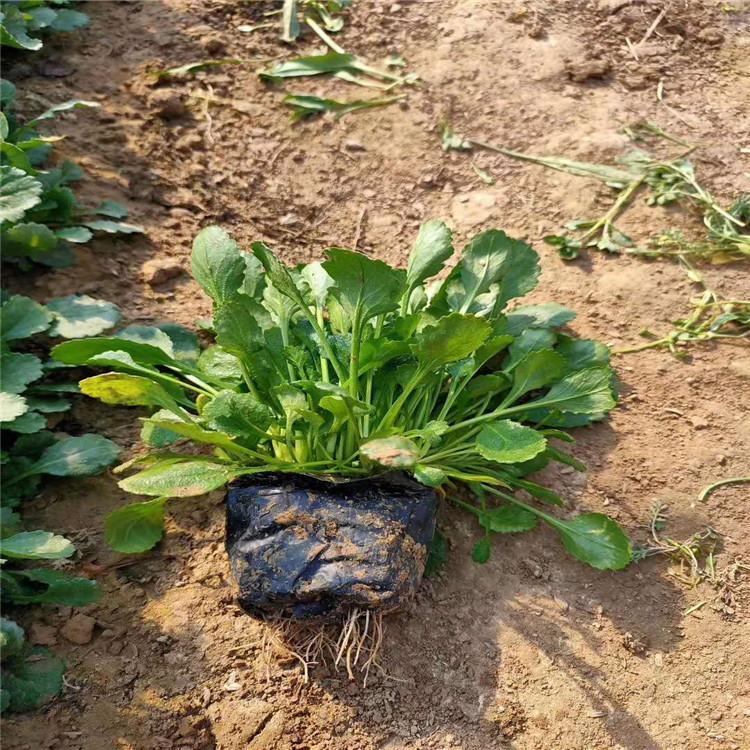 造型设计大滨菊  大滨菊价格  花农自营价格合理