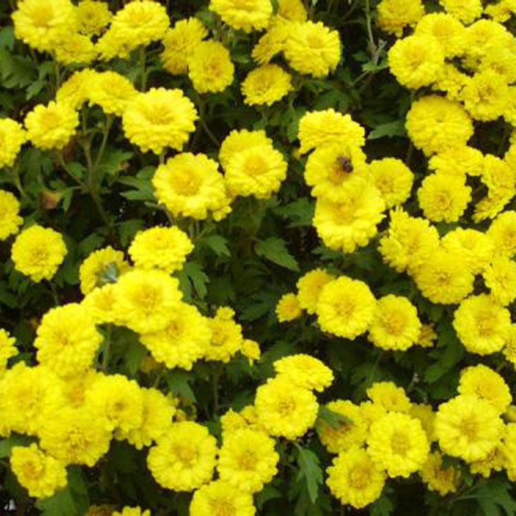 十月一摆租用花国庆菊  山东国庆菊价格 直销产品售后保障