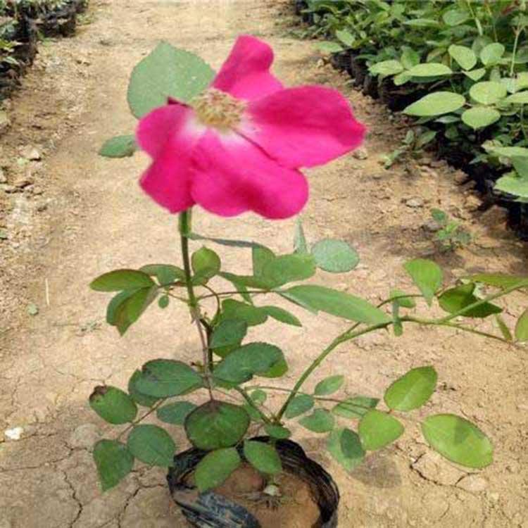 道路美化用的丰花月季  山东丰花月季种植基地  苗圃直发保质保量
