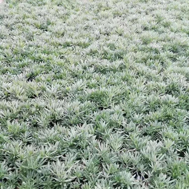 薰衣草供应商   山东薰衣草报价  薰衣草花海景观