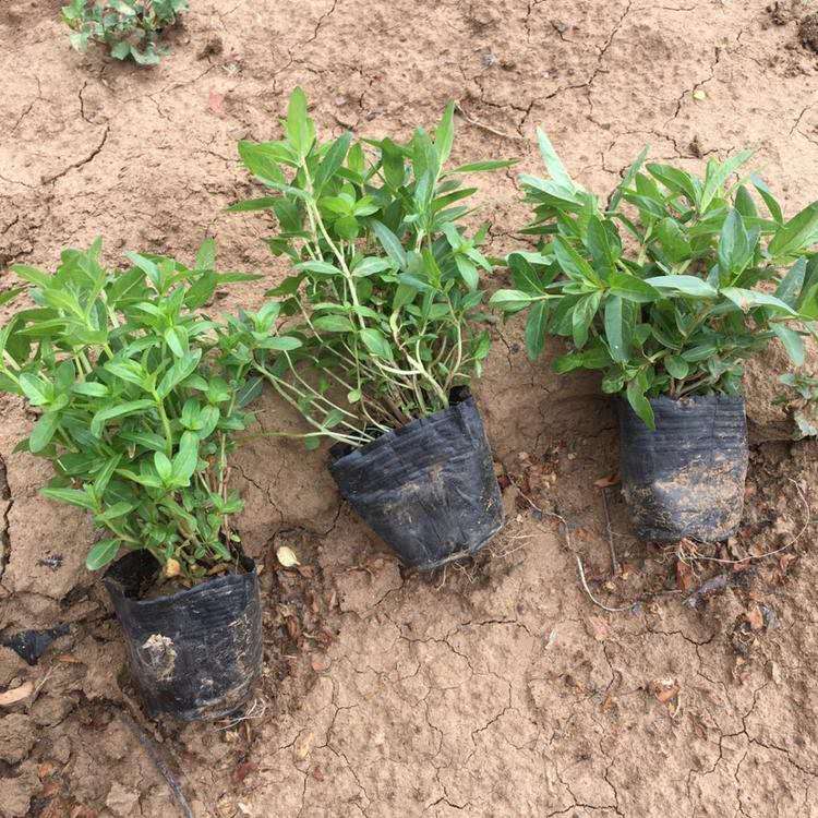 基地批发千屈菜幼苗.园林绿化水生种植千屈菜.市政用苗