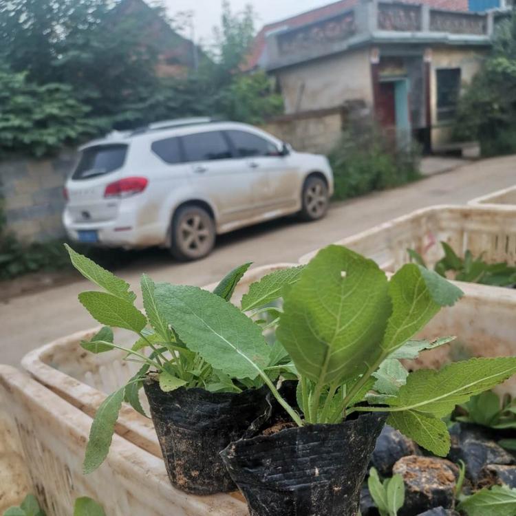 宿根草花鼠尾草供应商  地被鼠尾草价格 园林花海鼠尾草小苗