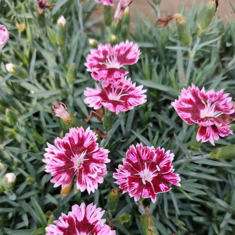 欧石竹批发  大小规格欧石竹   彩虹石竹价格  美国石竹  草花基地