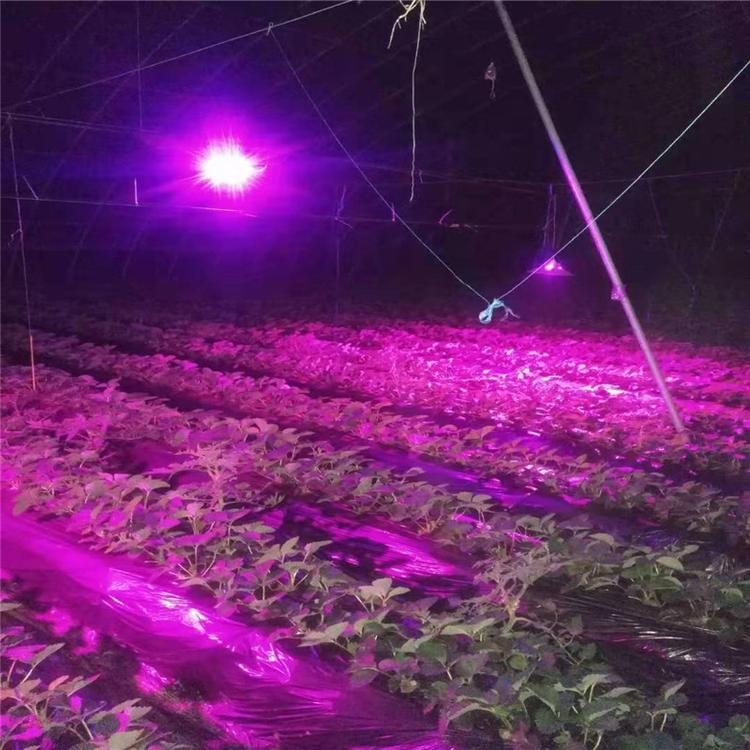 大量批发LED植物生长补光灯方便运输  大量批发LED植物生长补光灯