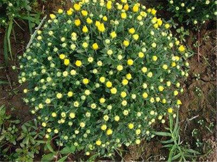 青州国庆菊种植方法 国庆菊 国庆菊种植方法 绿化用国庆菊国庆菊种植方法种植方法