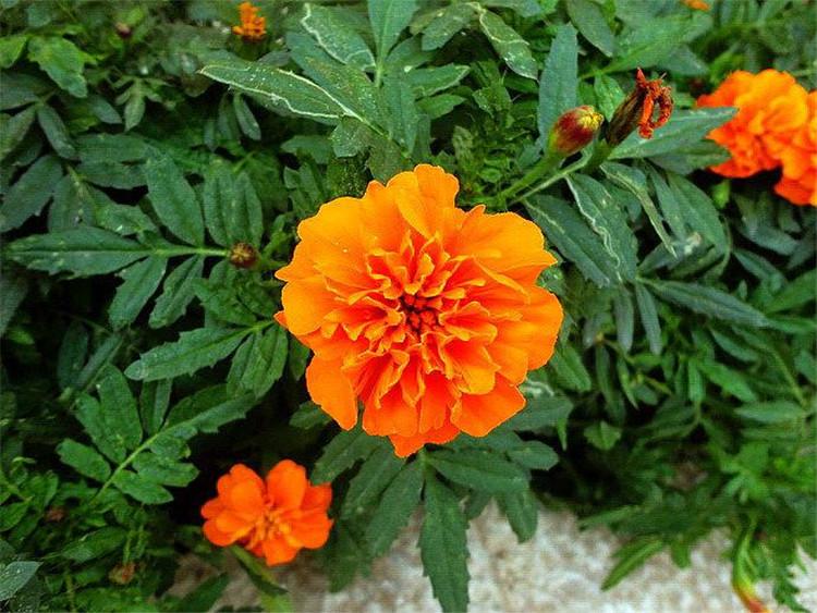 山东金丝菊价格 金丝菊 金丝菊价格 绿化用金丝菊金丝菊价格价格