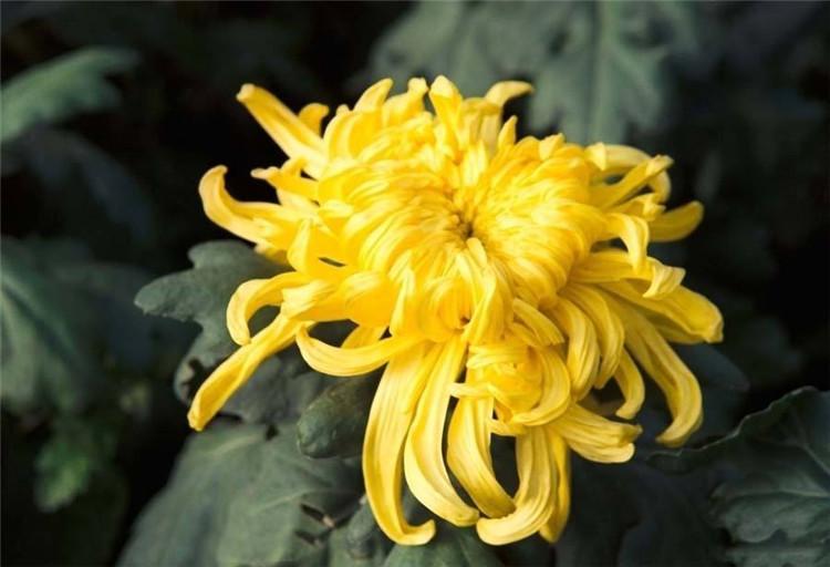 青州金丝菊供货商 金丝菊 金丝菊供货商 绿化用金丝菊金丝菊供货商供货商