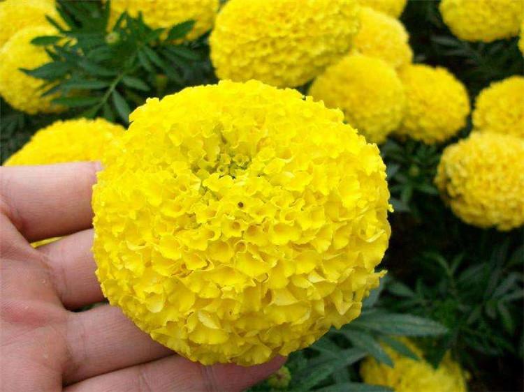 山东国庆菊种子 国庆菊 国庆菊种子 绿化用国庆菊国庆菊种子种子