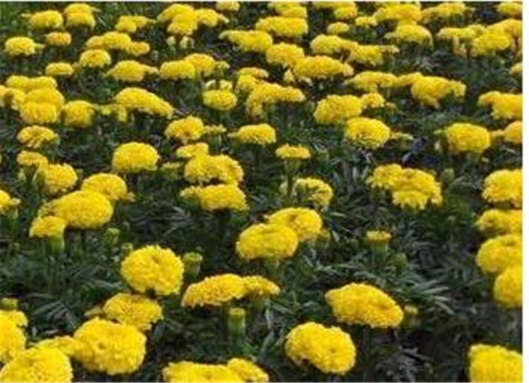 青州国庆菊批发 国庆菊 国庆菊批发 工程用国庆菊国庆菊批发批发