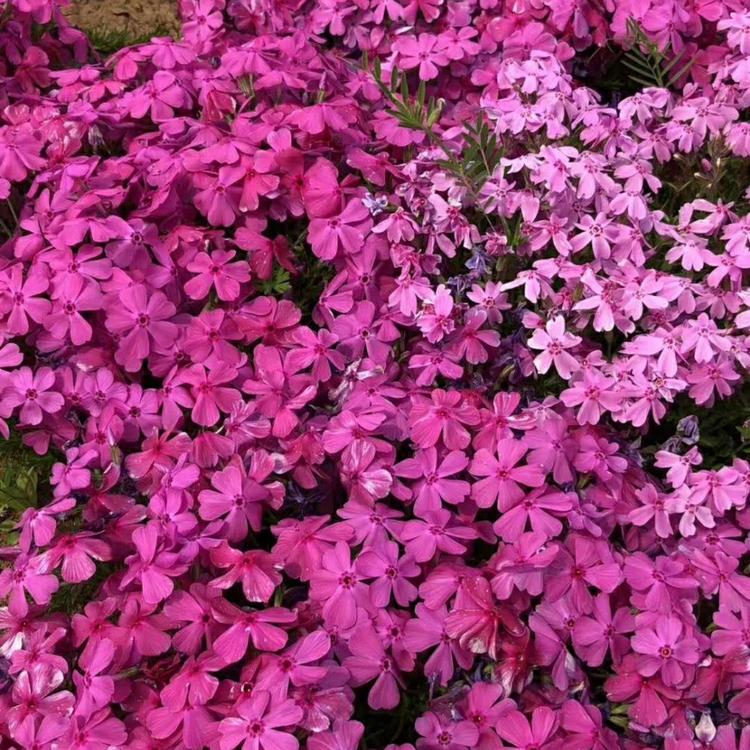 丛生福禄考花海用苗 丛生福禄考报价