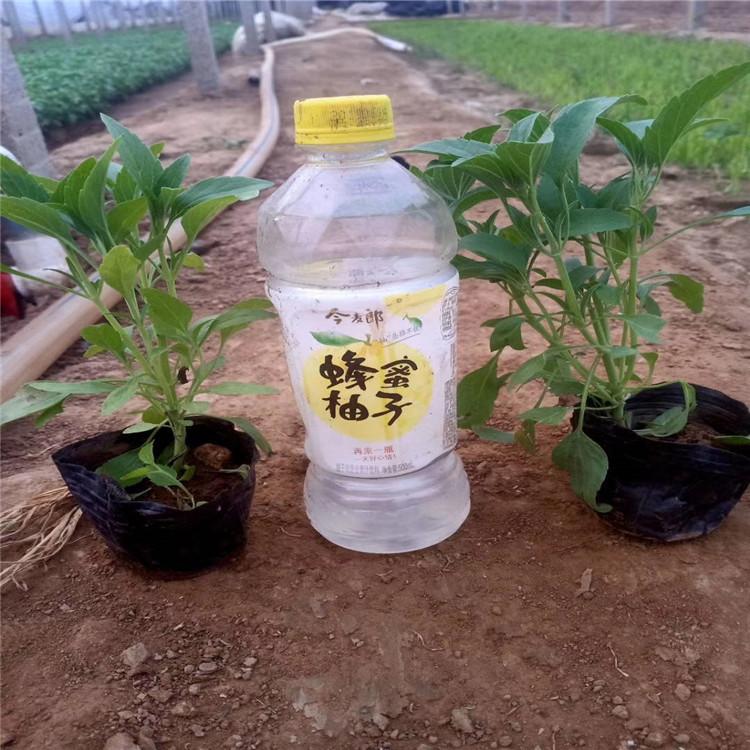 蓝花小苗鼠尾草批发   蓝花鼠尾草价格