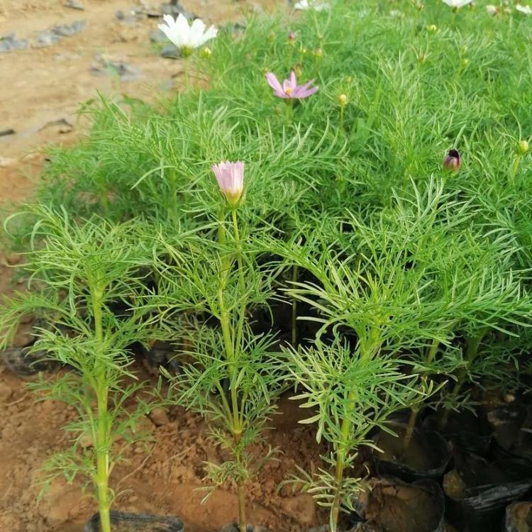 波斯菊出售 波斯菊小苗