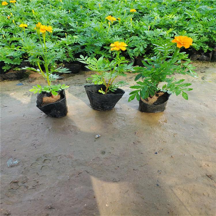 大量出售精品孔雀草  孔雀草种植基地  孔雀草批发报价 量大从优