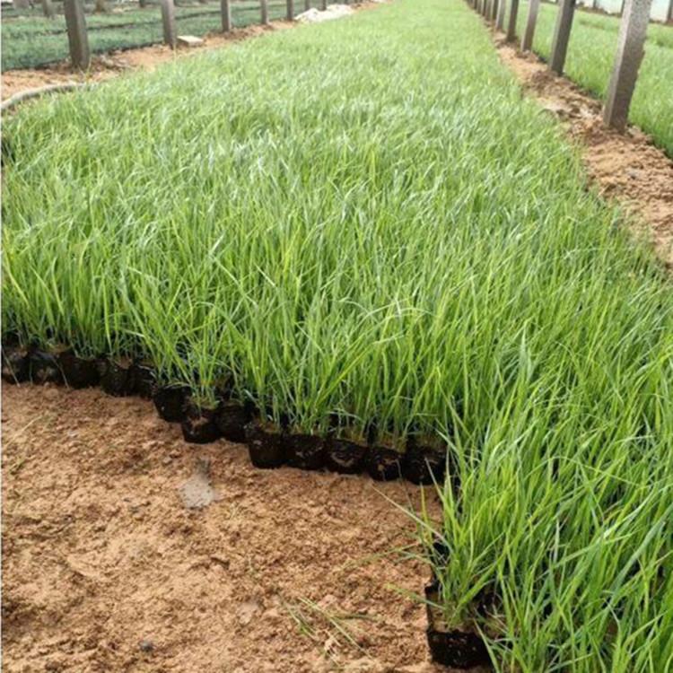 狼尾草批发 狼尾草种植基地