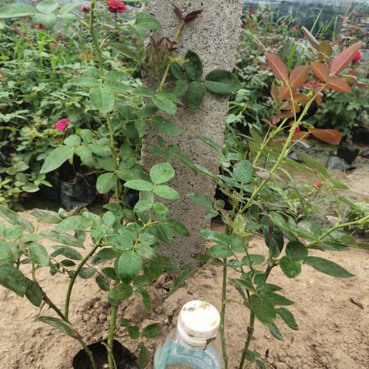 大花月季供应商 大花月季价格 启景花卉供应大花月季