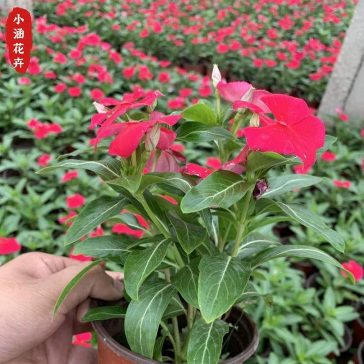 天天开基地批发价格