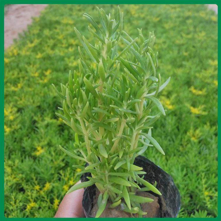 绿化佛甲草 佛甲草批发商 地被佛甲草