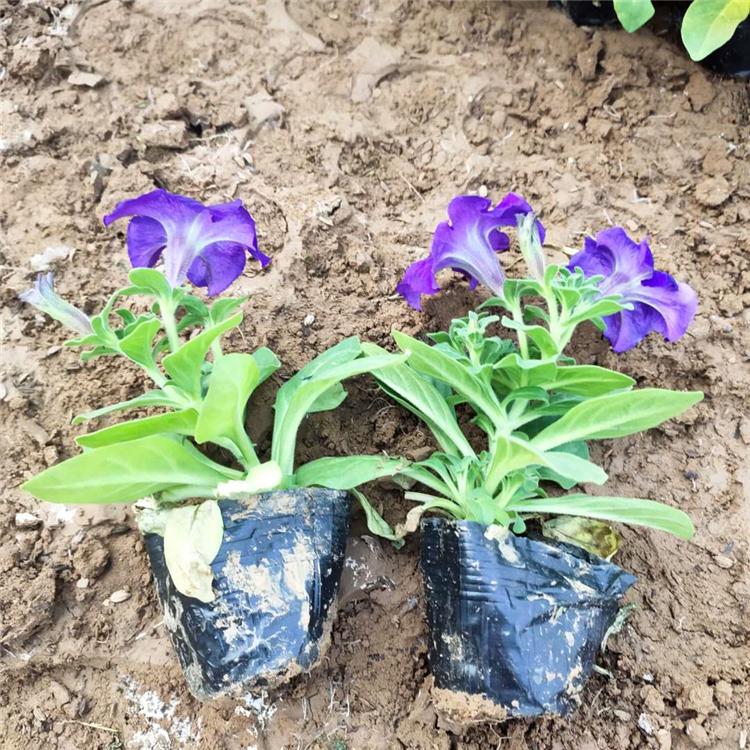 蓝牵牛基地直供 蓝牵牛盆栽 绿化景观用蓝牵牛