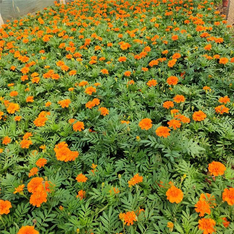 孔雀草 孔雀草基地 青州孔雀草