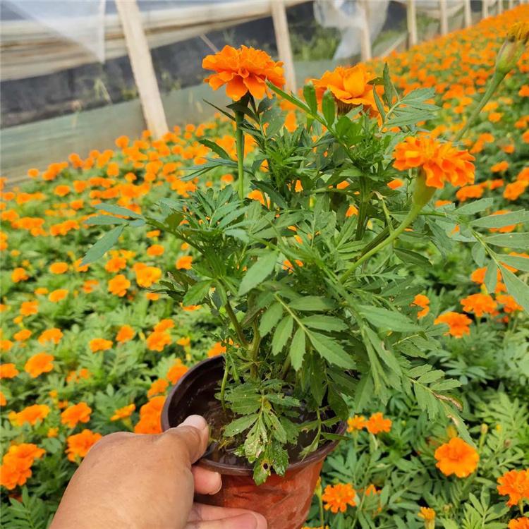 山东孔雀草 孔雀草花海苗价格——顺菊出售好苗