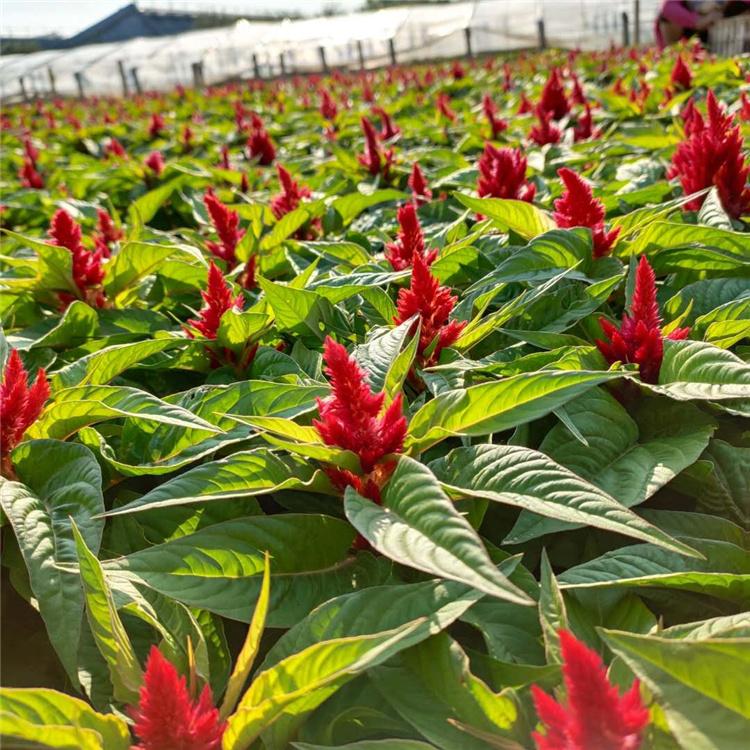 一支笔直销商 欢迎选购 盆栽一支笔 山东草花