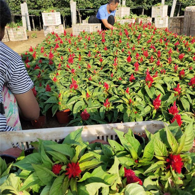 一支笔行情 欢迎选购 世纪红 山东草花