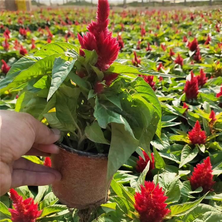 世纪红 青州草花 一支笔种植基地