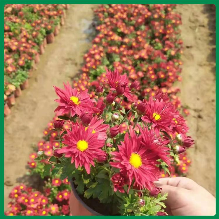 荷兰菊 荷兰菊培育基地 荷兰菊量大优惠