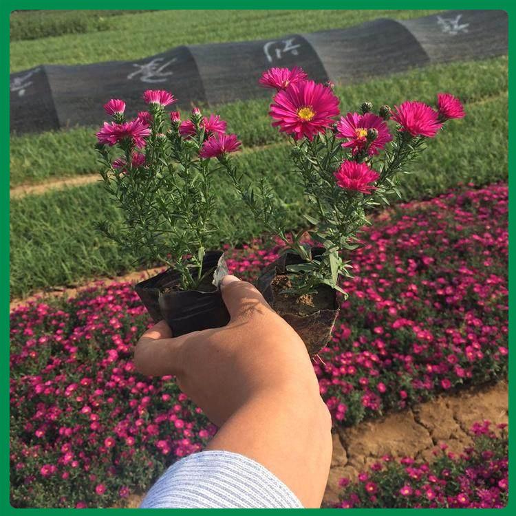 直销荷兰菊 荷兰菊基地直销 青州种植荷兰菊基地