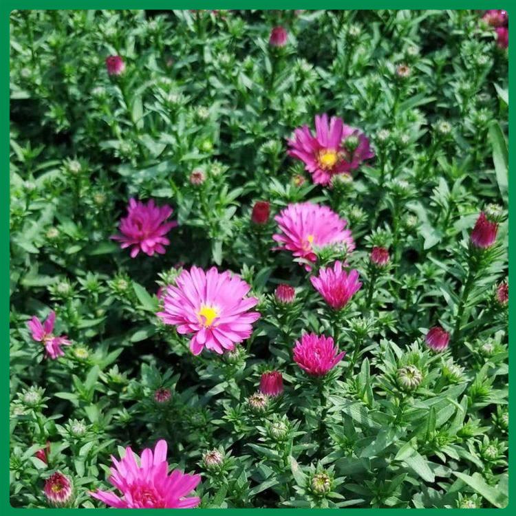 直销荷兰菊 荷兰菊批发基地 山东荷兰菊商家