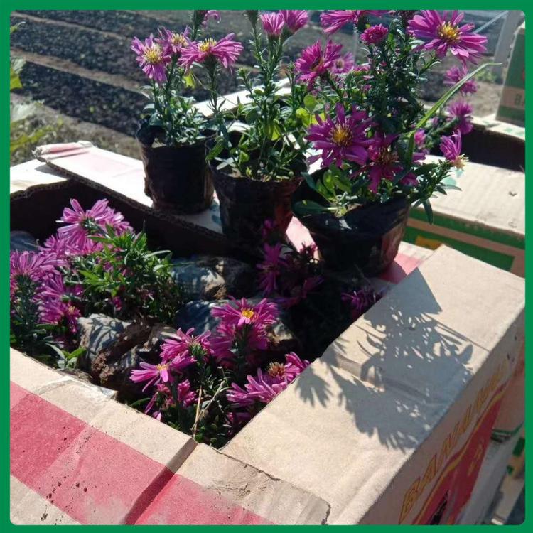 荷兰菊 荷兰菊批发基地 诺森花卉基地货源足