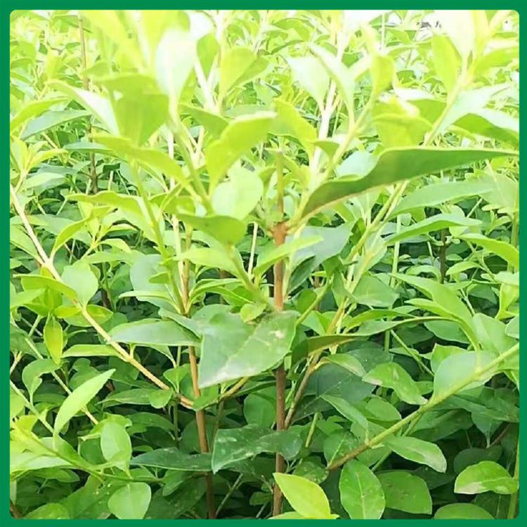 诺森种植金叶女贞 金叶女贞基地 金叶女贞苗