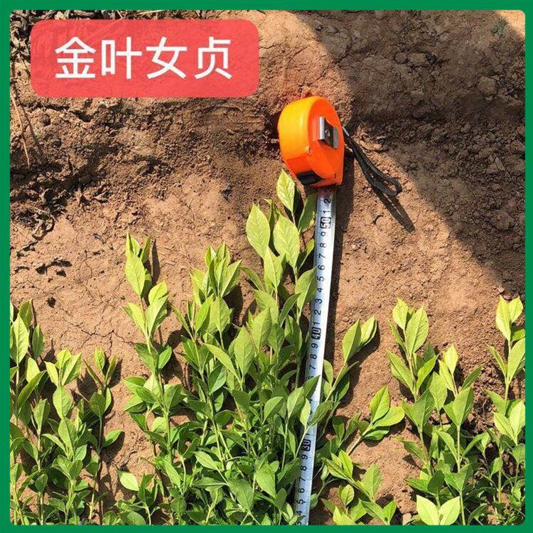 金叶女贞供货商 青州金叶女贞培育基地 金叶女贞造型球