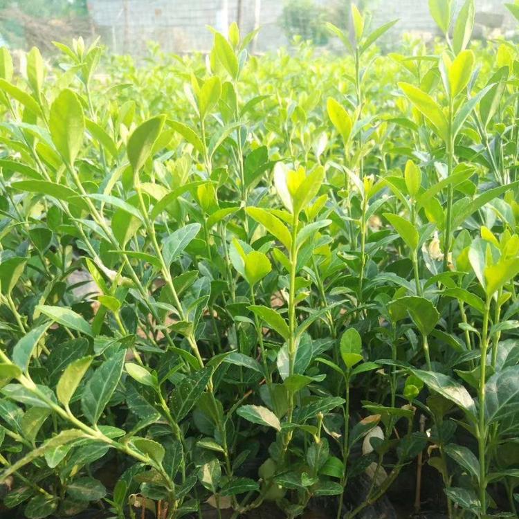 爬行卫矛小苗苗圃小叶扶芳藤批发电话爬行卫矛