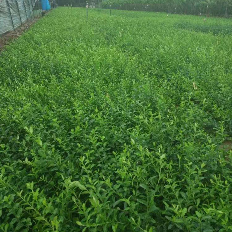 爬行卫矛种植基地小叶扶芳藤批发多少钱小叶扶芳藤