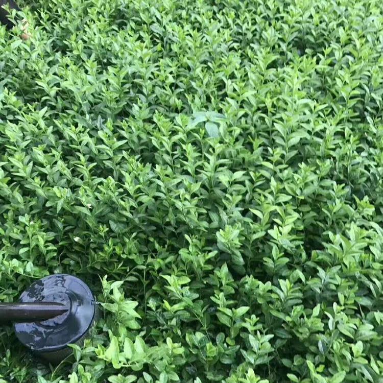 小叶扶芳藤杯苗报价供应