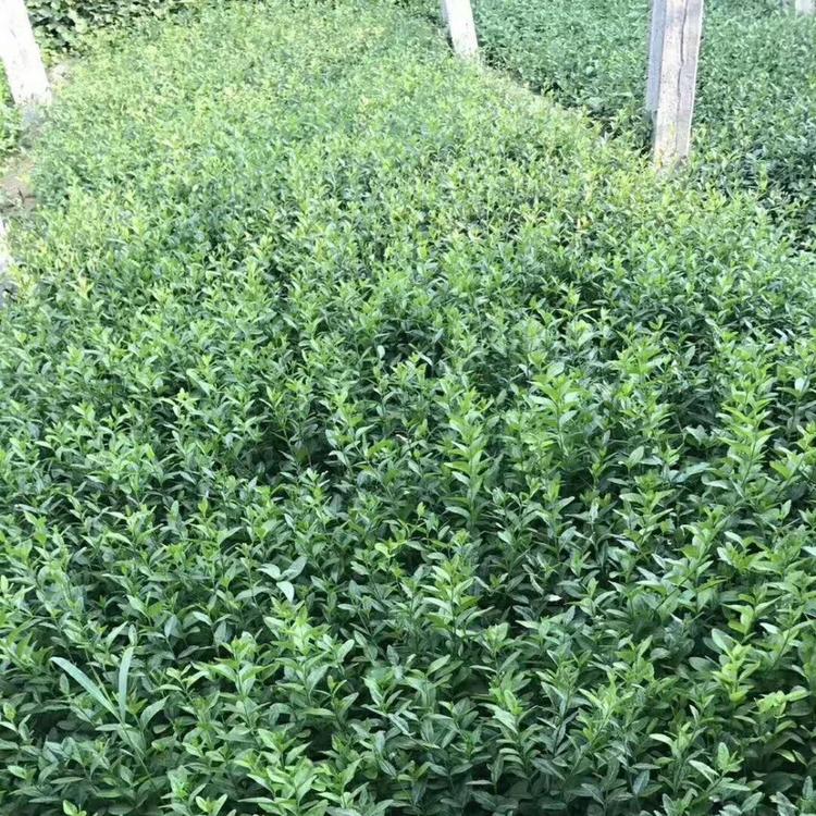 爬行卫矛小苗小叶扶芳藤哪里有