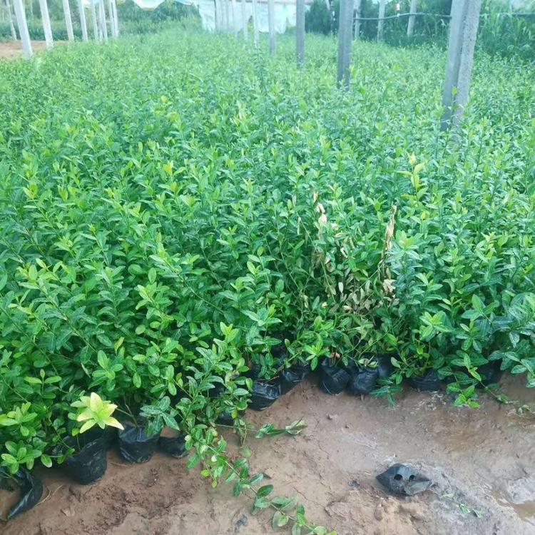两年生爬行卫矛供应小叶扶芳藤哪里有