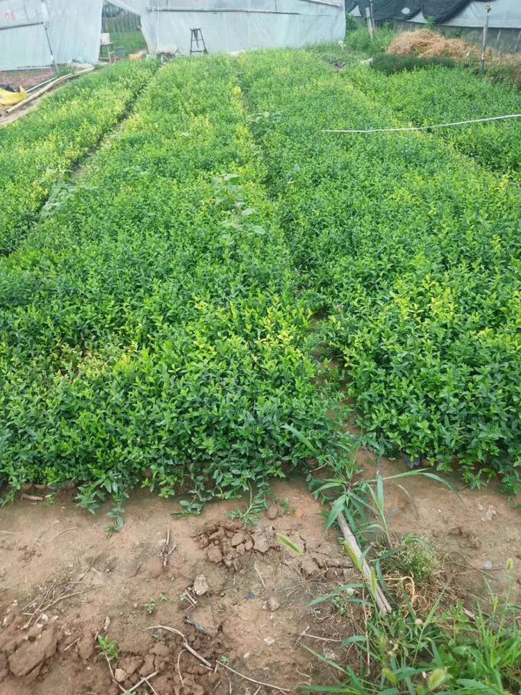 爬行卫矛小苗批发小叶扶芳藤基地
