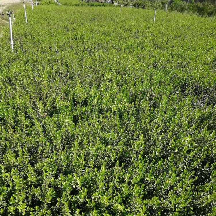 爬行卫矛小叶扶芳藤种植基地爬行卫矛