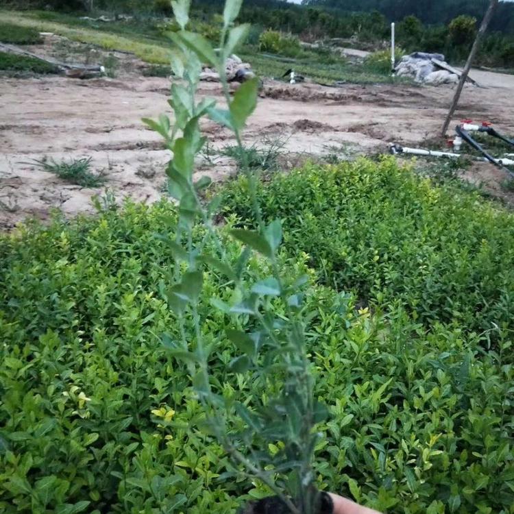 爬行卫矛小苗批发小叶扶芳藤大量供应爬行卫矛