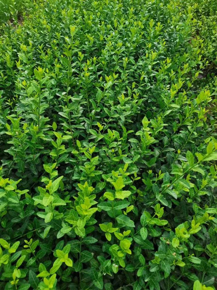 爬行卫矛多少钱一棵小叶扶芳藤种植基地小叶扶芳藤