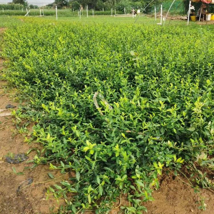 小叶扶芳藤基地批发价格