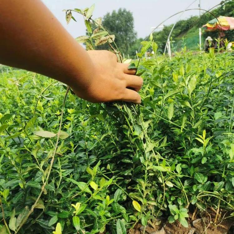 爬行卫矛批发价格小叶扶芳藤苗爬行卫矛