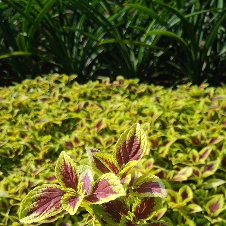 彩叶草小苗金边彩叶草种植基地彩叶草
