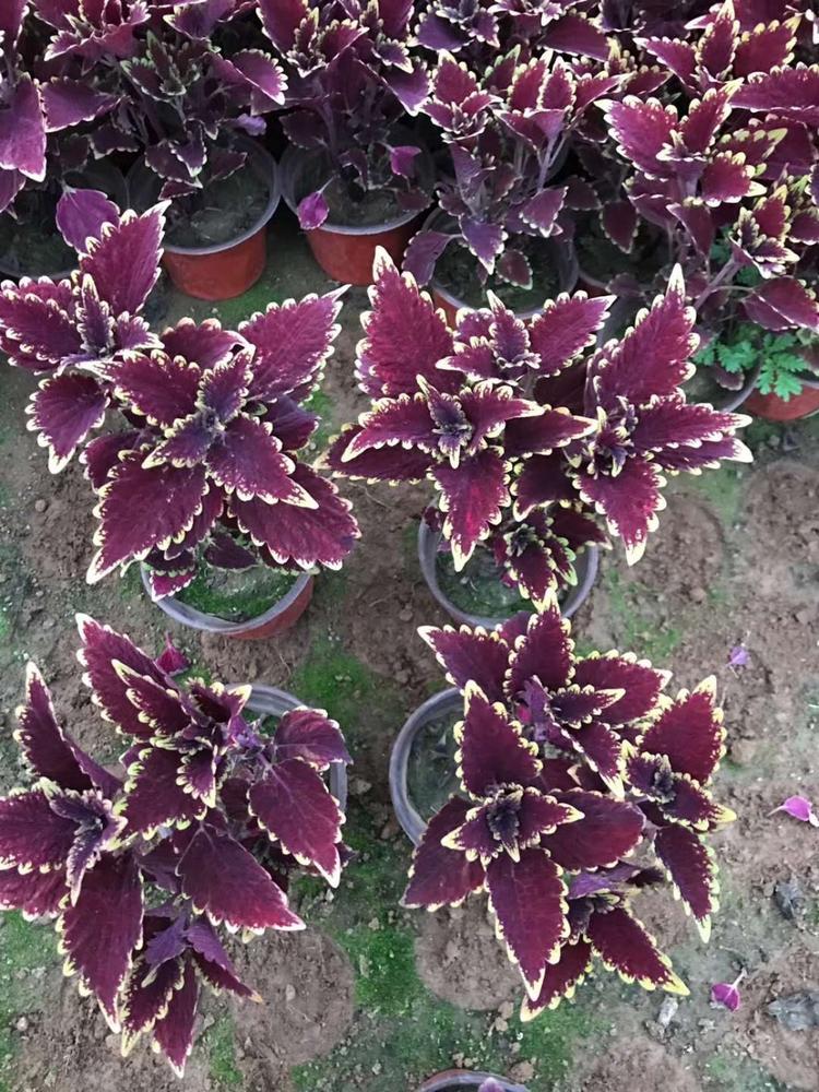 火焰彩叶草批发价格弘达彩叶草彩叶草