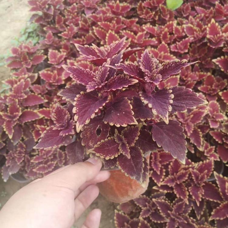 彩叶草批发商火焰彩叶草报价彩叶草